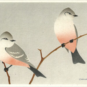 NC1002 Say's Phoebes Notecard
