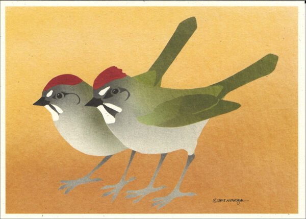 NC1004 Green-Tailed towhees