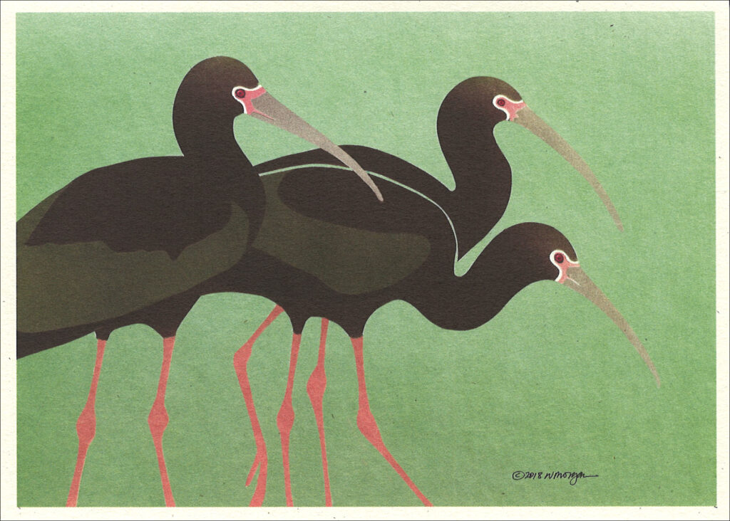 NC1005 White-Faced Ibises