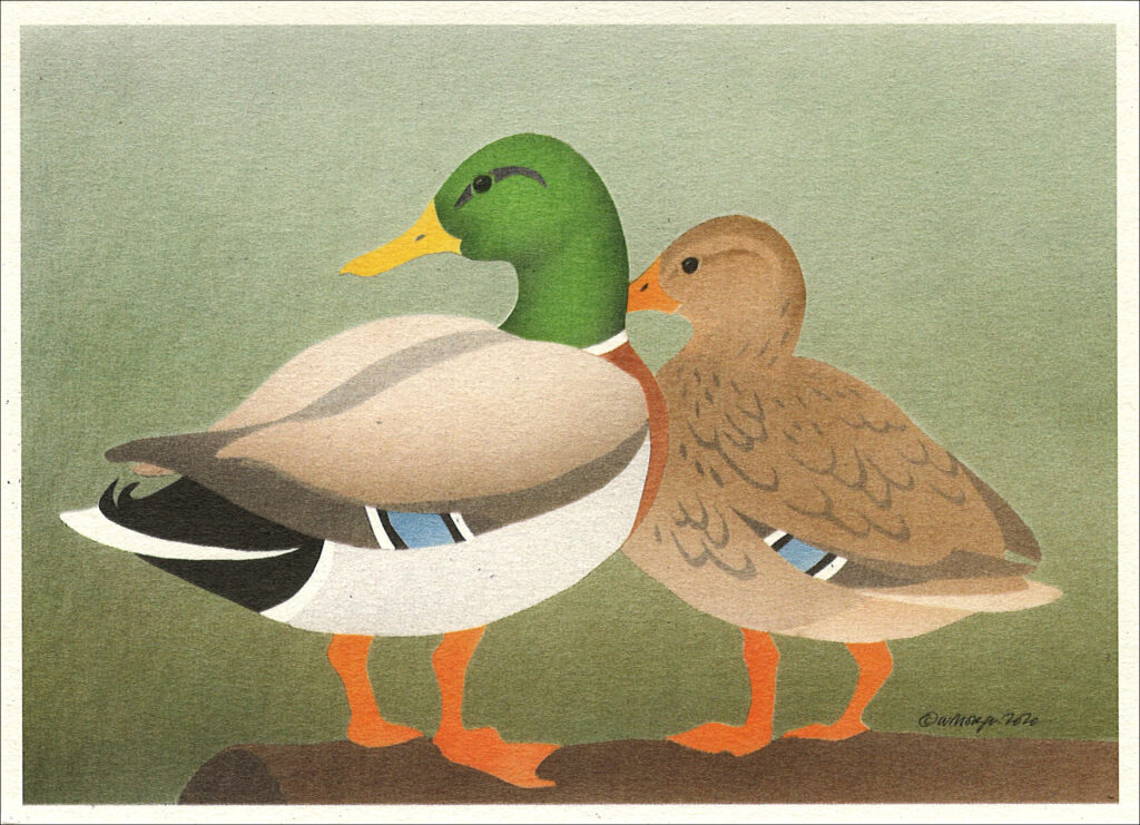 NC1008 Mallards