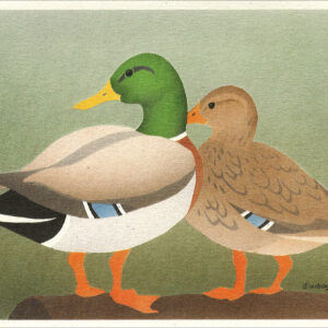 NC1008 Mallards