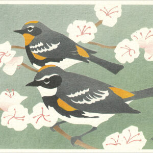 NC1009 Yellow-Rumped Warblers