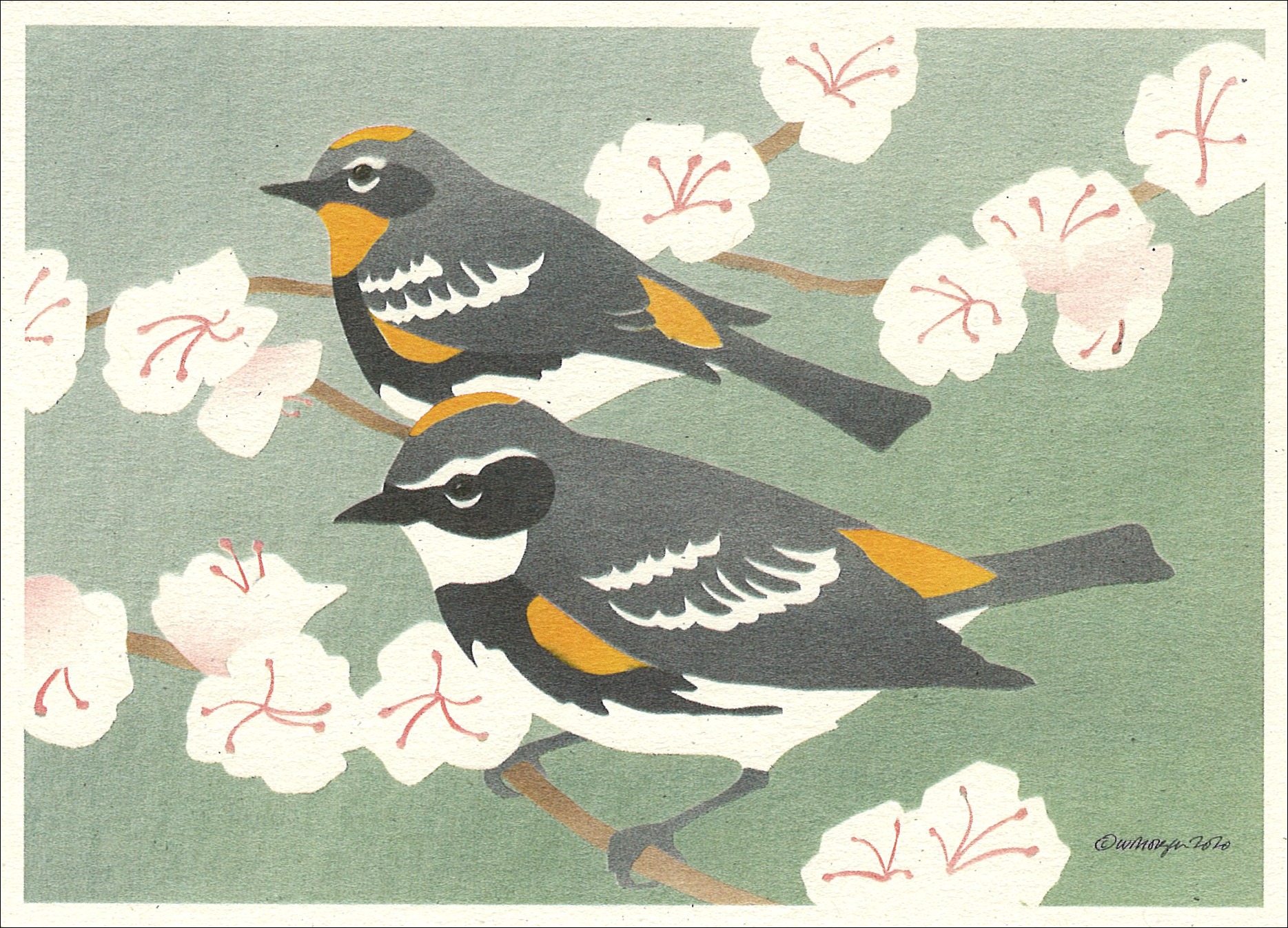 NC1009 Yellow-Rumped Warblers