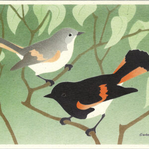 NC1011 American Redstarts