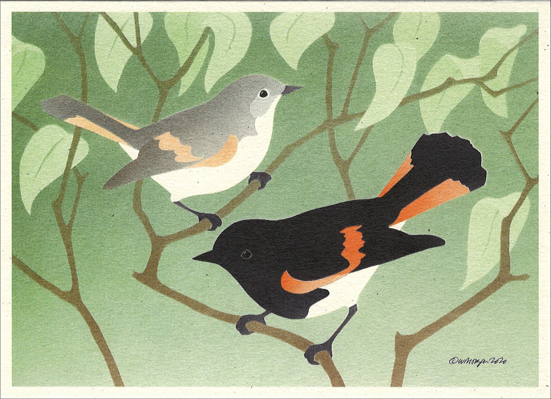 NC1011 American Redstarts