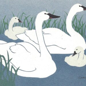 NC118 Trumpeter Swans Notecards