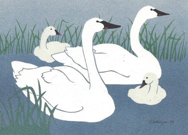 NC118 Trumpeter Swans Notecards