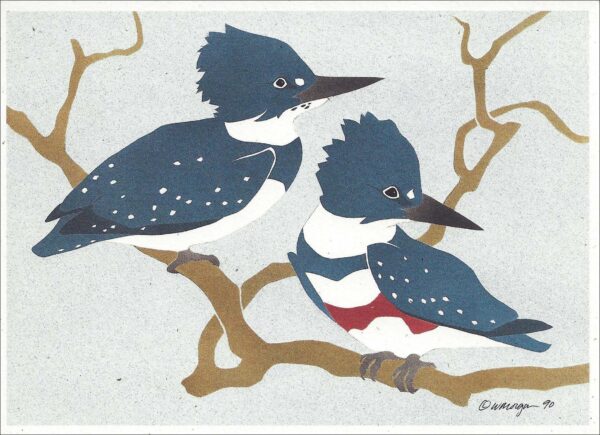 NC123 Belted Kingfishers Notecard