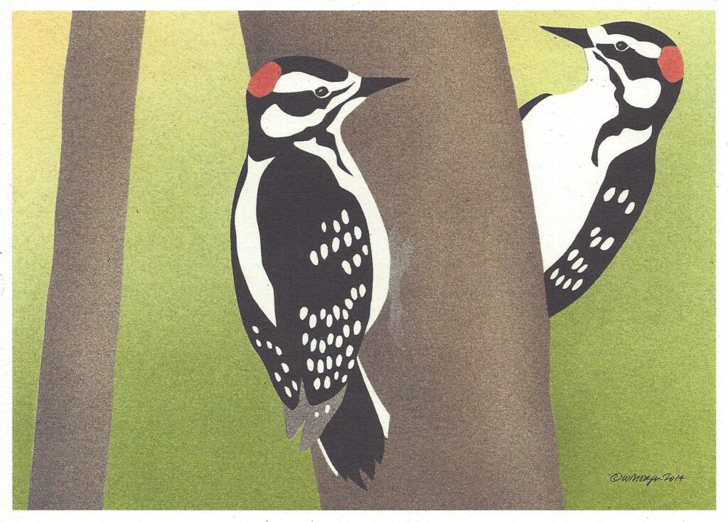 Hairy Woodpeckers