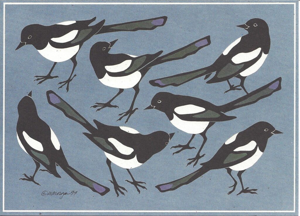 Black-billed Magpies