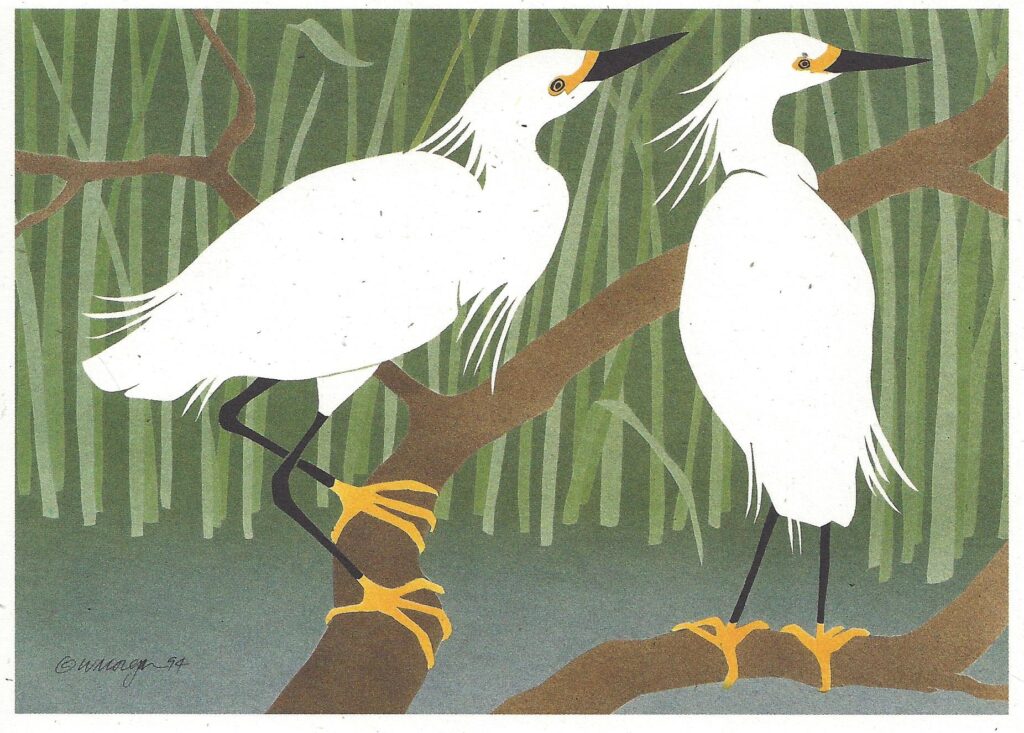 Snowy Egrets