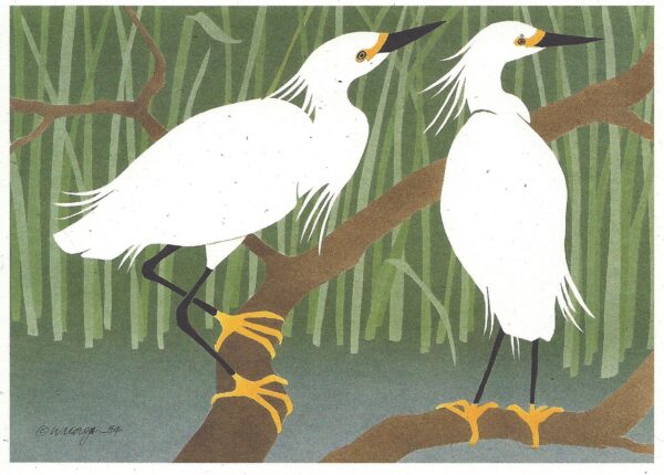 Snowy Egrets