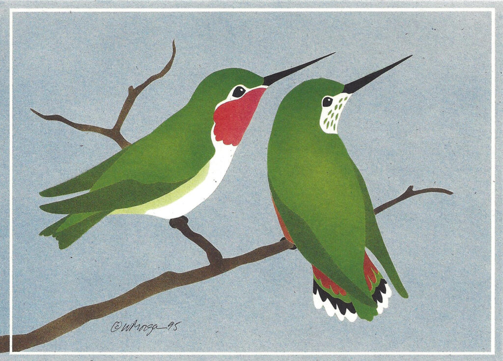 Broad-Tailed Hummers