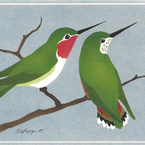 Broad-Tailed Hummers