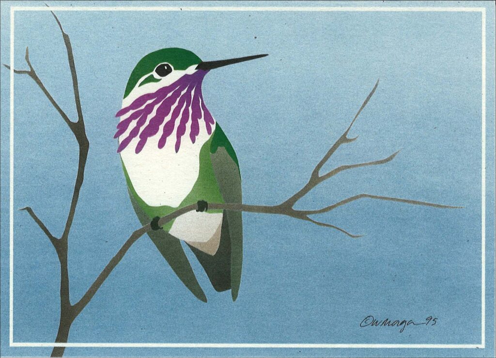 Calliope Hummingbird