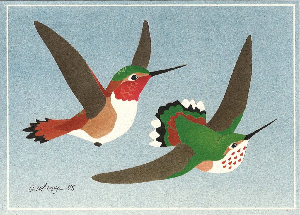 Rufous Hummingbirds