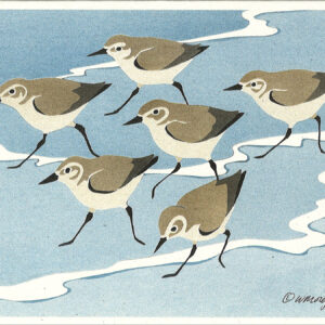 NC176 Sanderlings Notecard