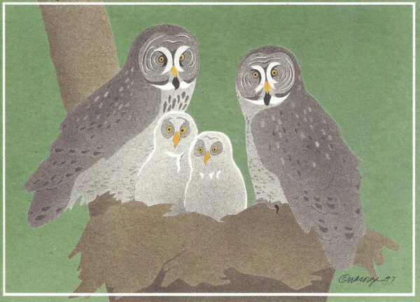 NC189 Great Gray Owls Notecard