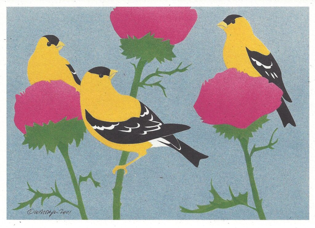 American Goldfinches