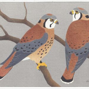 NC209 American Kestrels Notecard