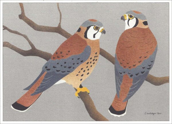 NC209 American Kestrels Notecard