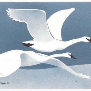 NC219 Trumpeter Swans Notecard
