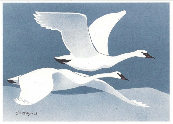 NC219 Trumpeter Swans Notecard