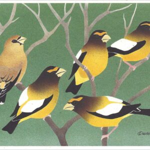 NC220 Evening Grosbeaks Notecard