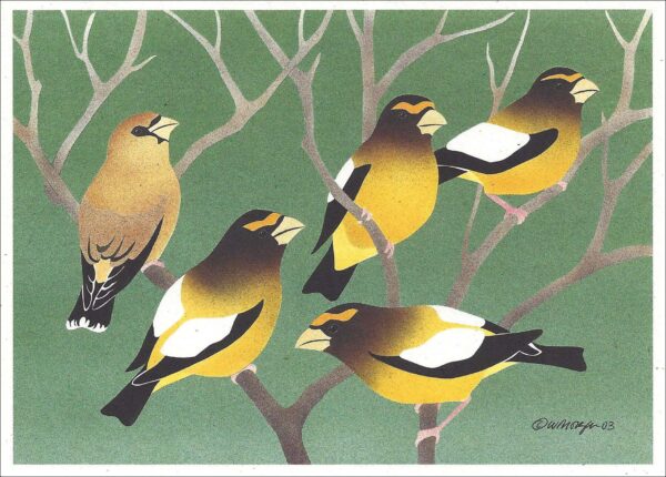 NC220 Evening Grosbeaks Notecard