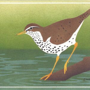 NC221 Spotted Sandpiper Notecard