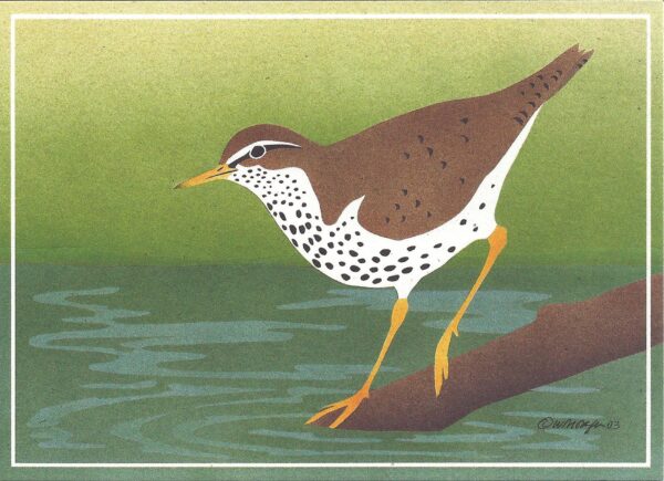 NC221 Spotted Sandpiper Notecard