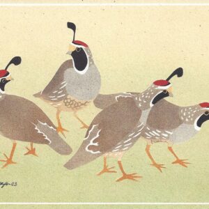 NC223 California Quail Notecard