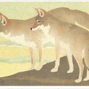 NC229 Coyotes Notecard
