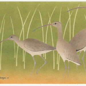 NC234 Long-Billed Curlews Notecard