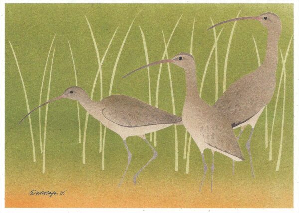 NC234 Long-Billed Curlews Notecard
