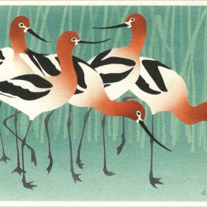 NC243 American Avocets Notecard