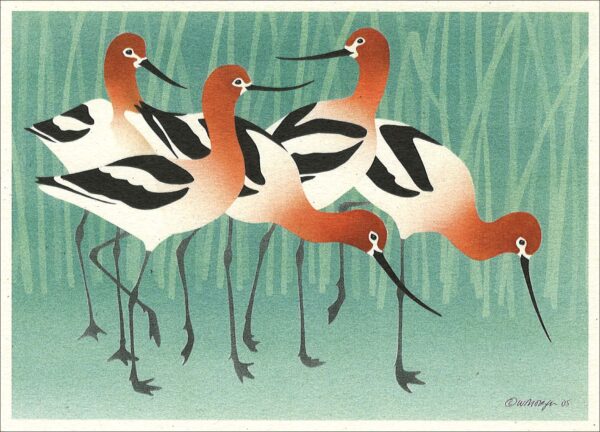 NC243 American Avocets Notecard