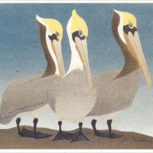 NCNC249 Brown Pelicans Notecard