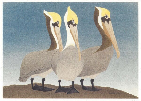 NCNC249 Brown Pelicans Notecard
