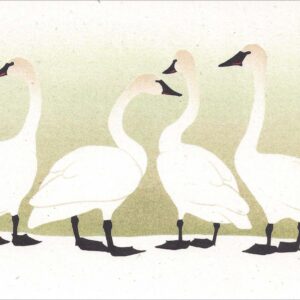 NC250 Trumpeter Swans