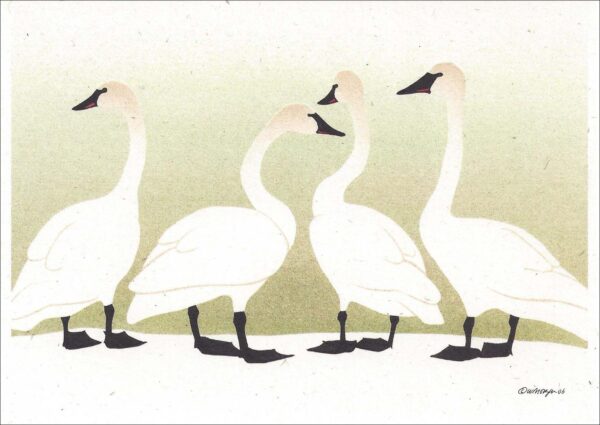NC250 Trumpeter Swans