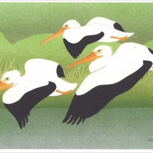 NC254 White Pelicans Notecard