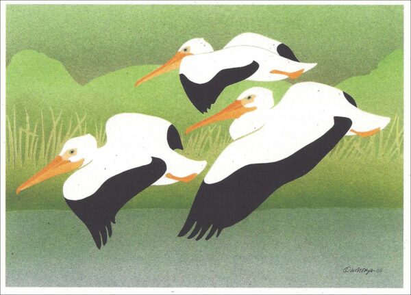 NC254 White Pelicans Notecard