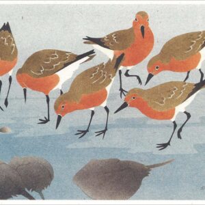 NC255 Red Knots Notecard