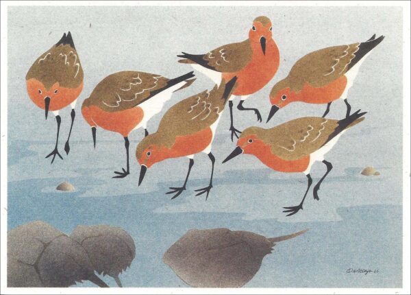 NC255 Red Knots Notecard
