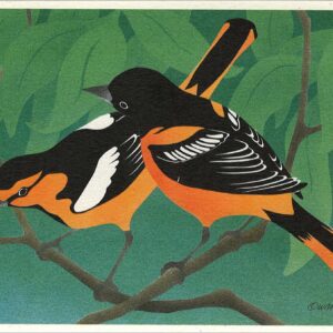 NC257 Baltimore Oriole and Bullock's Oriole Notecard