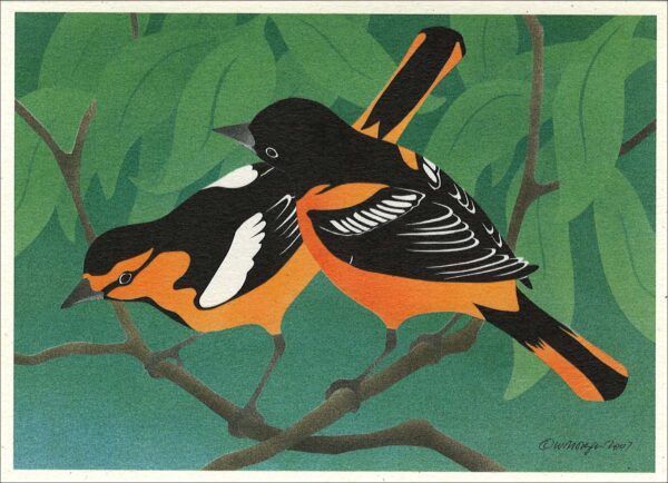 NC257 Baltimore Oriole and Bullock's Oriole Notecard