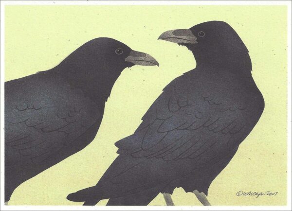 NC259 Common Ravens Notecard