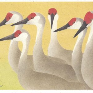 NC263 Sandhill Cranes Notecard