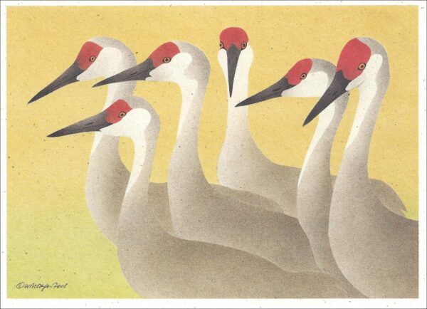 NC263 Sandhill Cranes Notecard